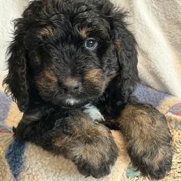 Grayson - Tri-color male Bernedoodle puppy in Phelan, California from PuppyPaws4U