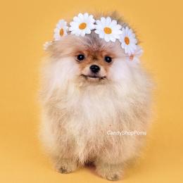 Pomeranian Puppies from Candy Shop Poms