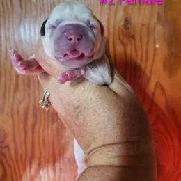 Female 2 - White and brindle female American Bulldog puppy in Xenia, Ohio from Bingham's Bulldogs LLC