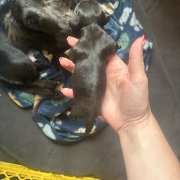 Dapple Girl - Dapple female Dachshund puppy in Belton, South Carolina from Wideners Dachshunds