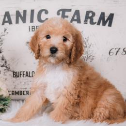 Bordoodle Puppies from 2J 2K Bordoodles