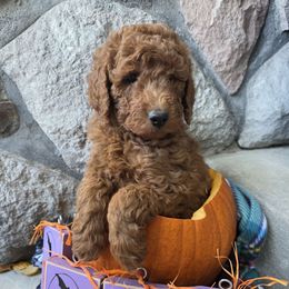 Bernie - Red  male Poodle puppy in Blackfoot, Idaho from Draper Mountain Doodles