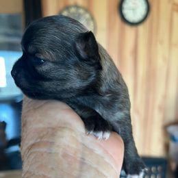 Gibson - Chocolate sabled fawn male Chihuahua puppy in Tecumseh, Oklahoma from Callie’s Happy Chihuahuas, Callie’s Happy Treasures LLC