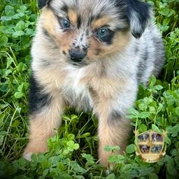 Spur - Blue merle male Miniature Australian Shepherd puppy in El Dorado Springs, Missouri from HP Aussie Kennels