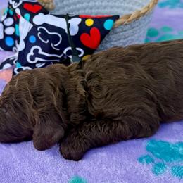 Miami - Brown female Poodle puppy in Lakeland, Florida from Gulfside Poodles
