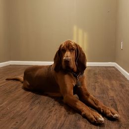 Bloodhounds from Bloodhound Breeders