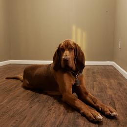 Bloodhounds from Bloodhound Breeders