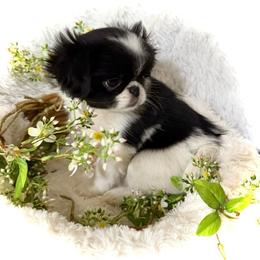 Ivy (Stella Star) - Black and white female Japanese Chin puppy in Davisville, Missouri from Uniquely Yours, Shelly’s Japanese Chins