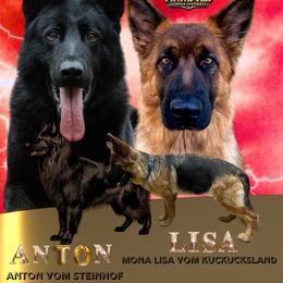 German Shepherd puppies from Vom Archbold Haus World Class German Shepherds