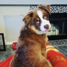 Australian Shepherd and Miniature Australian Shepherd Puppies from Bline's Awesome Aussies