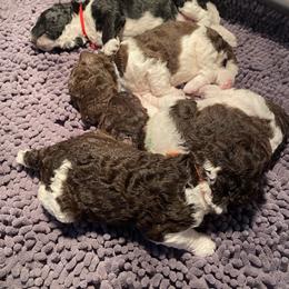 Poodle Puppies from Apricity Poodles
