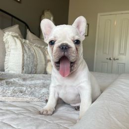 French Bulldog Puppies from Honey Bee Frenchies