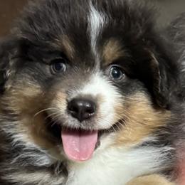 Tater - Black tri male Miniature American Shepherd puppy in Estacada, Oregon from Malachi Kennels