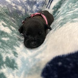 Rose - Black female Cane Corso puppy in Delta Junction, Alaska from Last Frontier Cane Corsos