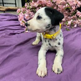Yellow Plaid Collar - Girl - White and black Dalmatian puppy in Leavenworth, Kansas from Tally Ho Dalmatians