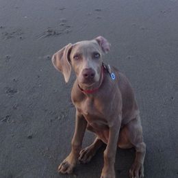 Weimaraners from Nesdahl's Grey Ghosts