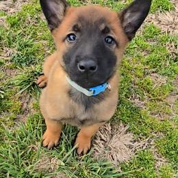 Croft's Turquoise - Mahogany female Belgian Malinois puppy in Berry, Alabama from North River k9
