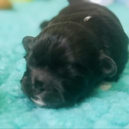 Loki - Chocolate male Shih Tzu puppy in Merrillville, Indiana from Gibbs Gorgeous Paws LLC