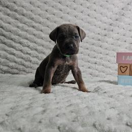 Green collar - Gray and fawn female Cane Corso puppy in Fritch, Texas from Carrie Brown's Cane Corsos