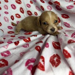 Paige - Cream female Dachshund puppy in Lake City, Florida from My Ditzy Doxies of Florida