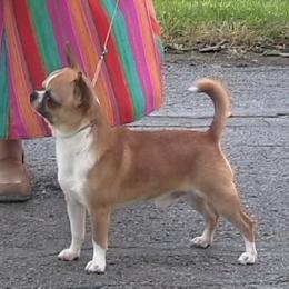 Chihuahua All Grown Up from Rafina Chihuahuas
