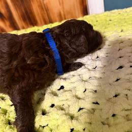 Brittle - Brown and white female Sheepadoodle puppy in Chesapeake, Virginia from Doodle-Cove