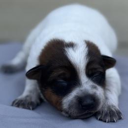 Victoria - Red mottled female Australian Cattle Dog puppy in Seneca, Missouri from MO Morningstar Heelers