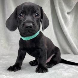 Male 3 - Black male Dachshund puppy in Birmingham, Alabama from LongBottomDachshunds