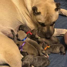 Perro de Presa Canario puppies from Kings Court Kennel