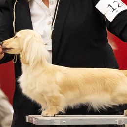 Dachshunds from Lawson's Kennel