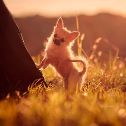 DiLusso’s Jory - Chihuahua puppy in Monroe, North Carolina from DiLusso Chihuahuas