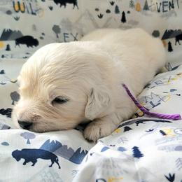 Mr. Purple - Light golden male Golden Retriever puppy in Campton, Kentucky from ElkRidge Goldens