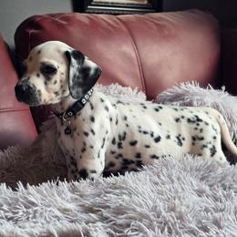 Shade (LUA) - White and black male Dalmatian puppy in Salem, Missouri from Paradise Spots Dalmatians