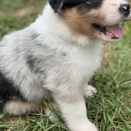 Australian Shepherd Puppies from Aussome Okie Aussies