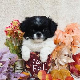 Black Girl - Black and white female Japanese Chin puppy in Tulsa, Oklahoma from Locust Creek Pugs & Japanese Chin's