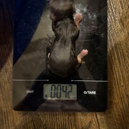 Girl 2 - Chocolate and tan female Yorkshire Terrier puppy in Grove Hill, Alabama from Huntington Yorkies