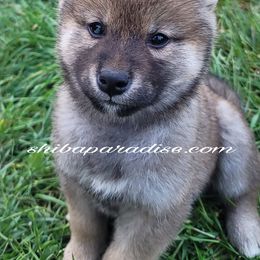 Shiba Inu Puppies from Shiba Paradise