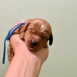 Blue collar boy - Red  male Goldendoodle puppy in Dupont, Washington from Willow Tree Doodles