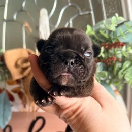 Ember - Brindle and white female French Bulldog puppy in Washington, Pennsylvania from Crooked Pine French Bulldogs