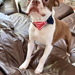 Boston Terrier Puppies from Lola’s House of Bostons & Rescue