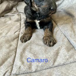 Camaro - Phantom male Bernedoodle puppy in Urbandale, Iowa from Bernedoodlesbest