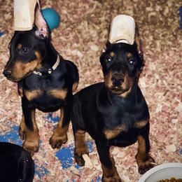 Doberman Pinscher Puppies from Pipe Creek Dobermans