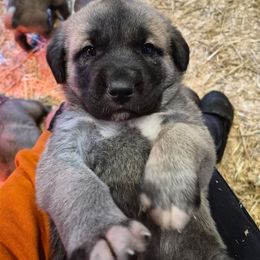 Blue Boy - Gray fawn male Anatolian Shepherd Dog puppy in Jackson, New Jersey from Homestead Heaney