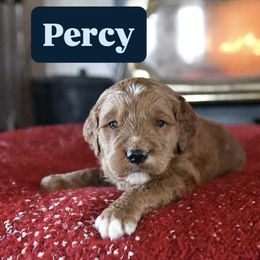 Percy - Red  male Goldendoodle puppy in Dallas, Oregon from Angel Mortenson