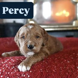 Percy - Red  male Goldendoodle puppy in Dallas, Oregon from Angel Mortenson