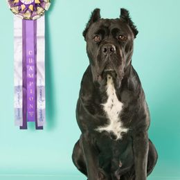 Cane Corso and Dogues de Bordeaux from Wrinkled Bliss Kennels