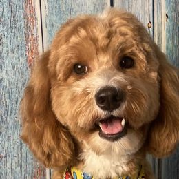 Elsie - Goldendoodle