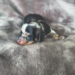 Apollo - Dapple male Dachshund puppy in Opelika, Alabama from Dachshund Darlins