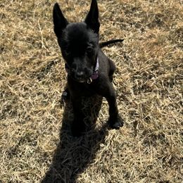 Dutch Shepherd Puppies from TecK9s