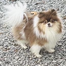 Star - Chocolate parti female Pomeranian puppy in Buck Valley, Pennsylvania from Buck Valley Pomeranians